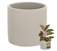 KOTARBAU® Maceta cilíndrica grande de cerámica, color gris, 16 cm de diámetro, 15 cm de altura, 1,43 kg, para interiores y exteriores, con aspecto de hormigón mate, jardinera