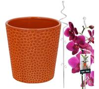 KOTARBAU® Maceta de cerámica de color mostaza oscura esmaltada de 11 cm con soporte para plantas, espiral transparente, PVC, 58 cm, maceta para orquídeas de cerámica con soporte para flores, soporte