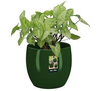 KOTARBAU Maceta redonda verde de 10 cm | Maceta De Cerámica Esmaltada Para Flores Y Hierbas | Tapizas De Cerámica Esmaltada | Maceta Con Acabado Brillante