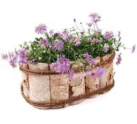 KOTARBAU® Maceta rústica de Corteza de Madera de Abedul, Maceta Ovalada de Madera Natural, Macetero de Corteza de árbol, Macetero Decorativo, Estilo rústico, Boho, Macetero con Inserto de plástico