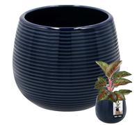 KOTARBAU Macetero de cerámica esmaltada, color azul cobalto, redonda, 12 cm, altura 14 cm, gran macetero