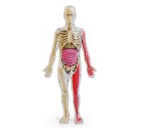 kowaku Modelo Corporal Humano Figura Anatómica Transparente Modelo Esqueleto Visible Aprendizaje Práctico Vasos Sanguíneos para Estudiantes, Modelo De Cuerpo Humano DIY