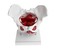 kowaku Modelo de Pelvis Femenina con Ligamentos, Músculos Y órganos | Modelo de Esqueleto Pélvico |