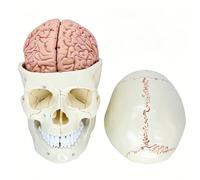 KQFCAZRE Cráneo con Suturas Óseas Médico Molo Humano PVC Molo Anatomía Cerebral para Profesores, Aula