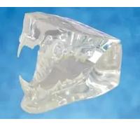 Kruuse Molde Dental Gato Con Tarjeta Despiece