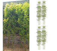 KTLCNDF 80 Plantas Artificiales de bambú de 1,2 m/4 pies - Árboles de bambú Artificiales realistas for decoración de Interiores y Exteriores - Decoración for hoteles, oficinas y Jardines(40)