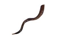 Kudu Horn Shofar 28''-31" Sale Yemenite Kosher Made in Israel ✡