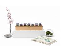 KULIA Platonische Körper 7-teiliges Set mit Box „Heiliger Geometrie“ Handgeschnitzte Holzbox für Chakra-Trommelsteine Feng Shui Fluorit-Kristall-Set Tischdekoration & religiöse Geschenke