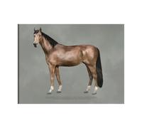 Kunskapstavlan® Póster The anatomy of the horse 50x70 cm