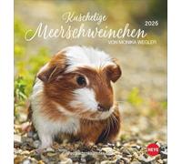 Kuschelige Meerschweinchen Postkartenkalender 2026: von Monika Wegler. Kleiner Kalender mit Porträts der putzigen Nager. Jeden Monat eine neue Postkarte aus dem Fotokalender.