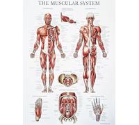 KUSTOM ART Póster decorativo de pared Serie Información General Anatomía Humana Ciencia Médica Sistema Muscular del Cuerpo para Escuelas Impresión en Papel Patinata 40 x 30 cm Sin Marco