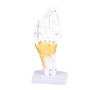 Kuuleyn Hand Joint Skeleton Modelo, diseño desmontable de material de PVC, herramienta de educación médica Ayuda de estudio de anatomía para estudiantes Profesionales Realista