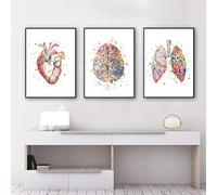 KXHHYB Póster de anatomía juego de 3, corazón cerebro humano anatomía póster hospital clínica arte de pared póster medicina pared cuadros sin marco (A, 40 x 60 cm**3)