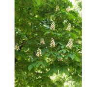 Kyiv Chestnuts Notebook: Elegant Graph Paper Notebook Inspired by the Blooming Chestnut Trees of Kyiv | 8.5" x 11" | 100 Pages