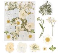 KYSUN Flor Seca Comprimida, Flores Secas Pequeñas, Flores Secas Reales Naturales, Flores Prensadas Conjunto Flor Prensada Mezclada, Naturales Flores Prensadas Reales para Decoraciones (Blanco)