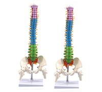 Kznifmk 2X 45 cm con Pélvica Anatomía Anatomía Columna Vertebral Médica Recursos de Enseñanza Del Modelo de Columna Vertebral para Estudiantes de Medicina