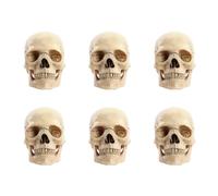 Kznifmk 6X 1:2 CráNeo Desmontado Modelo AnatóMico AnatomíA Esqueleto CráNeo Modelo Desmontable Herramienta de Suministros de EnseñAnza