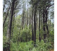 L.A. - Evergreen Oak [Vinilo]