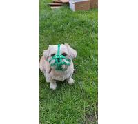 L&J Pets Uk Bozal de perro con correa de nailon para Shih Tzu, Pug y otros perros de hocico corto con cara plana, seguridad y comodidad (M1, verde)