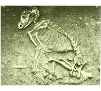 La arqueología de los animales (ANTROPOLOGIA)