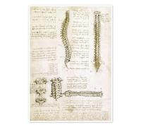 La columna vertebral Póster de Leonardo da Vinci 50 x 70 cm Beige Anatomía Decoración para la pared