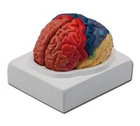 La Empresa Gima 40021 Modelo Anatómico Zonas Cerebrali