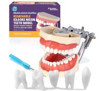 LA MIERE Modelo de dientes dentales Typodont, modelo de dientes completamente desmontable adecuado para enseñanza, práctica y estudio, viene con un pequeño juego de regalo de destornillador
