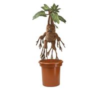 La Noble Colección Mandrake Electrónica Interactiva (Importación USA)