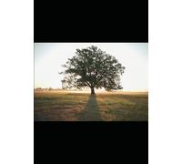 La Promesse du Chêne