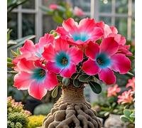 La rosa del desierto florece fácilmente durante toda la temporada sin necesidad de mantenimiento-1tubérculos-A