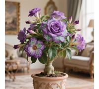 La rosa del desierto florece fácilmente durante toda la temporada sin necesidad de mantenimiento-1tubérculos-D