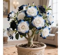 La rosa del desierto florece fácilmente durante toda la temporada sin necesidad de mantenimiento-1tubérculos-E