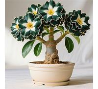 La rosa del desierto florece fácilmente durante toda la temporada sin necesidad de mantenimiento-2tubérculos-J