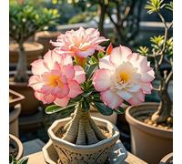 La rosa del desierto florece fácilmente durante toda la temporada sin necesidad de mantenimiento-2tubérculos-H