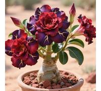 La rosa del desierto florece fácilmente durante toda la temporada sin necesidad de mantenimiento-2tubérculos-B