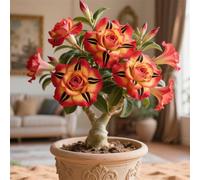 La rosa del desierto florece fácilmente durante toda la temporada sin necesidad de mantenimiento-3tubérculos-F