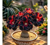 La rosa del desierto florece fácilmente durante toda la temporada sin necesidad de mantenimiento-5tubérculos-I