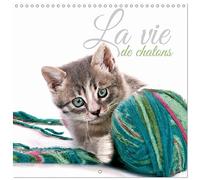 La vie de chatons (Calendrier mural carré 2026 30x30 cm) Calendrier double avec une page pour vos prises de notes: La vie des chatons sur vos murs.
