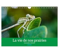 La vie de nos prairies - Demoiselles et libellules (Calendrier mural 2026 DIN A4 vertical), CALVENDO calendrier mensuel: À la découverte des petites bêtes de nos prairies