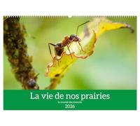 La vie de nos prairies - Le monde des fourmis (Calendrier mural 2026 DIN A2 vertical), CALVENDO calendrier mensuel: Voici un petit regard sur la vie fascinante des fourmis