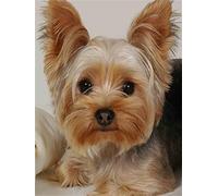 Laahoo Pintura de Diamante,DIY Diamond Painting Kit Completo Adultos,Cuadros Diamantes 5D,Pintar con Diamantes Dibujos Puzzle,Punto de Cruz,Crystal Art,Hogar Deco,animales perro yorkshire 30x40cm