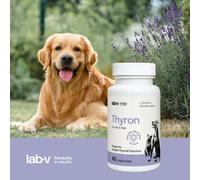 LAB-V Thyron - Apoyo a la función tiroidea normal para perros y gatos 45 cápsulas