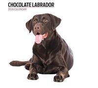 Labrador Chocolate 2026 - Calendario moderno