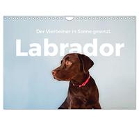 Labrador - Der Vierbeiner in Szene gesetzt. (Wandkalender 2026 DIN A4 quer), CALVENDO Monatskalender: Erleben Sie die besten Bilder von Labradoren.
