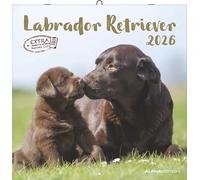 Labrador Retriever 2026 - Broschürenkalender 30x30 cm (30x60 geöffnet) - Kalender mit Platz für Notizen - Dachshund - Bildkalender - Wandplaner - Dackelkalender: Dachshund