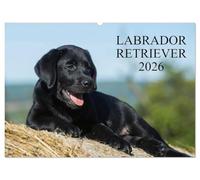 Labrador Retriever 2026 (Wandkalender 2026 DIN A2 quer), CALVENDO Monatskalender: Labrador Retriever, eine der beliebtesten Hunderassen, auf 13 faszieniernden Fotos