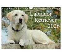 Labrador Retriever 2026 (Wandkalender 2026 DIN A4 quer), CALVENDO Monatskalender: Hundekalender - Faszination Labrador