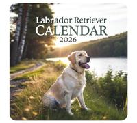 Labrador Retriever Calendar 2026: 12 Months of Loyal Companionship, Playful Energy & Heartwarming Moments