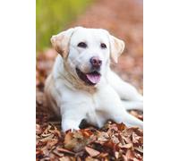 Labrador Retriever Dog Journal: Hardcover, 6 x 9 Inches, 180 Pages, Blank Lined Notebook, Matte Finish. Dog and Animal Lovers, Cute Dogs, Mental Wellness and Stress Management Journals