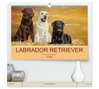 Labrador Retriever - Ein Freund für´s Leben (hochwertiger Premium Wandkalender 2026 DIN A2 quer), Kunstdruck in Hochglanz: In 13 wunderschönen Fotos ... Starick diese liebenswerte Hunderasse vor.
